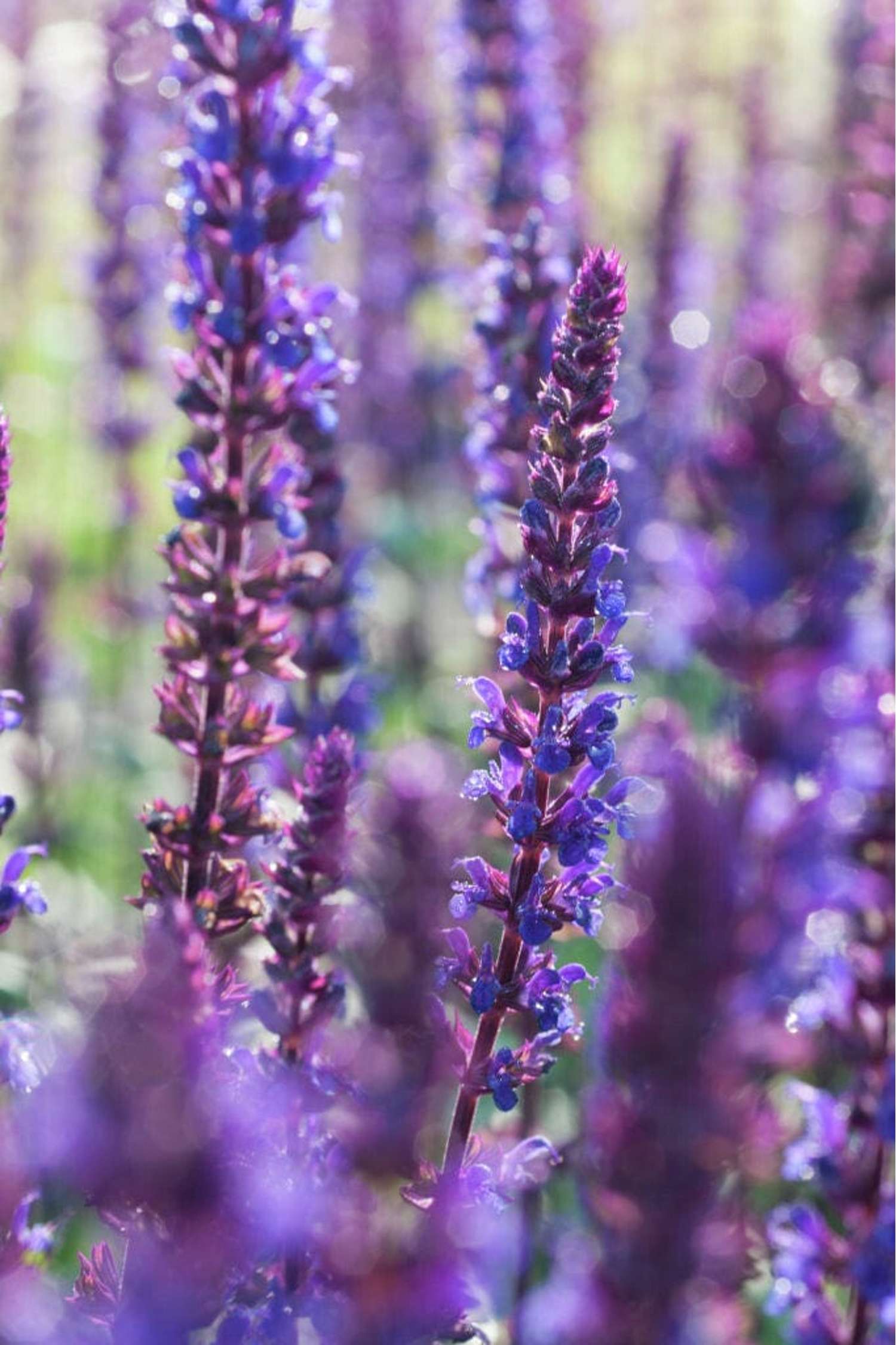 Lehtosalvia 'Caradonna'